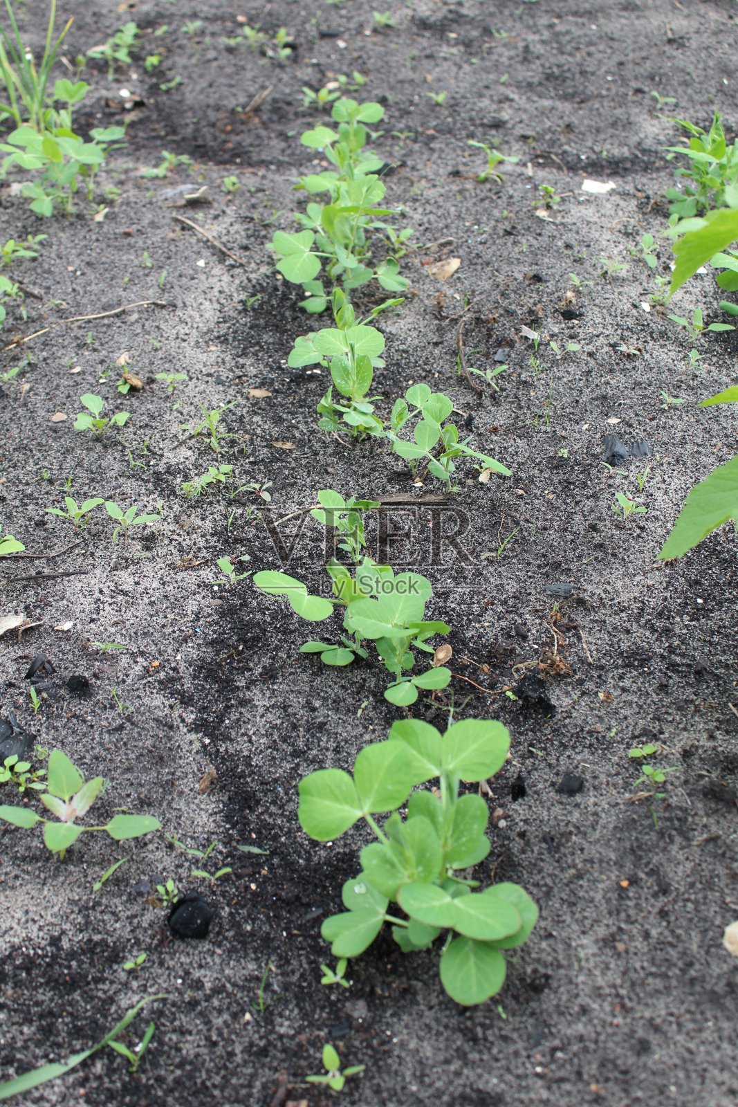 在地上种植豌豆苗照片摄影图片