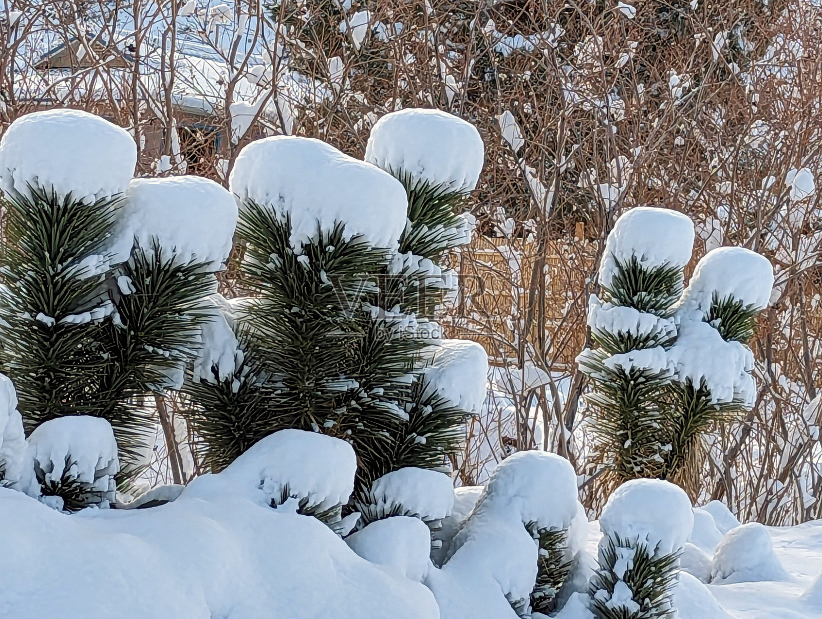 犹他州洛克维尔和丝卡植物的下雪天照片摄影图片