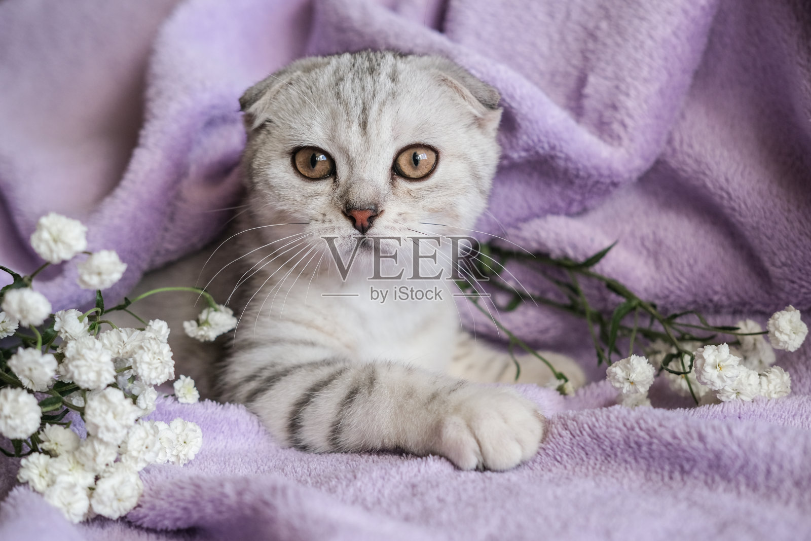可爱的苏格兰折耳猫，白色的花在紫色的毯子。一只小猫坐在毯子上看着摄像机。照片摄影图片