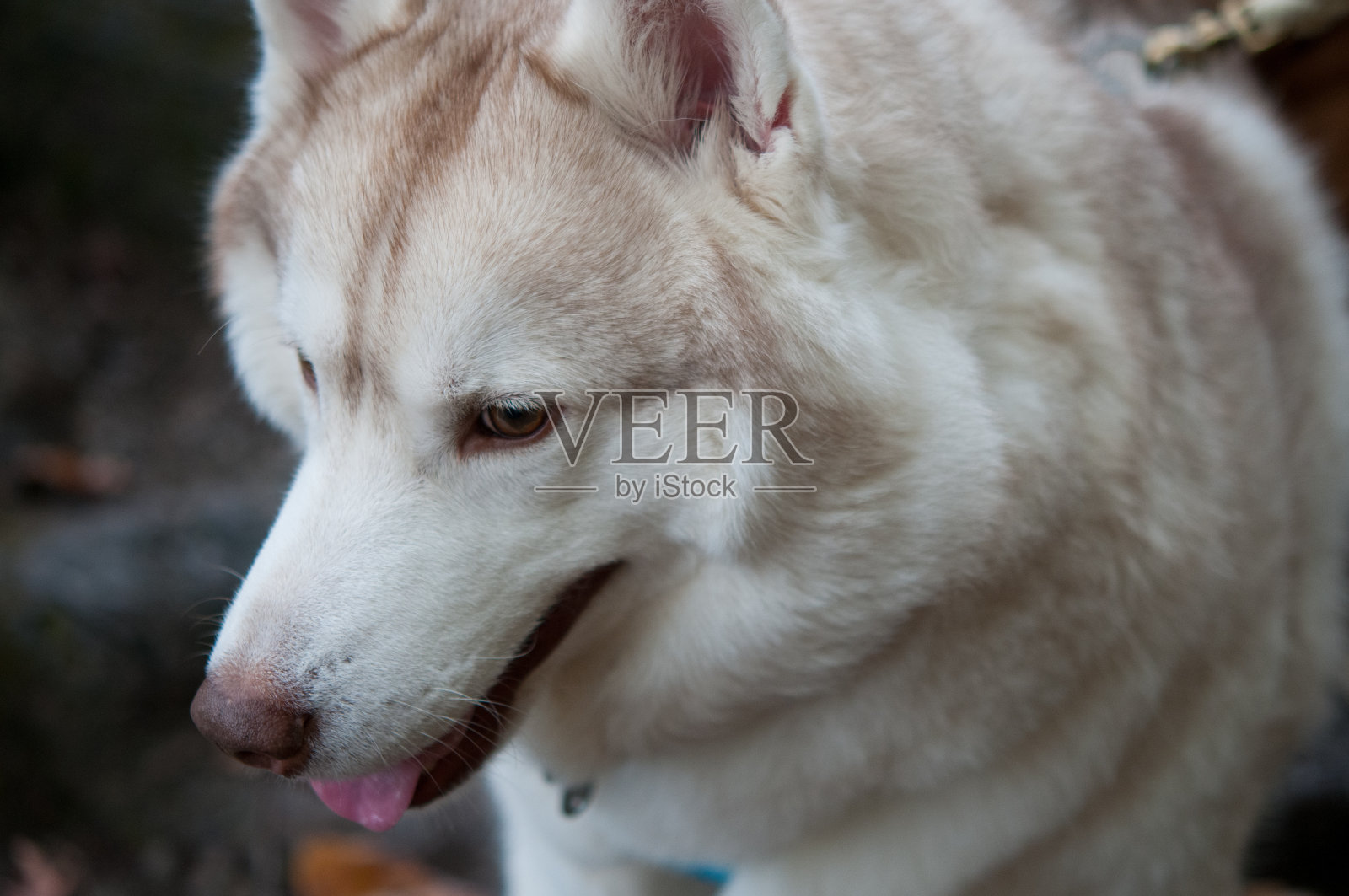 近距离的哈士奇狗在一个统计公园照片摄影图片