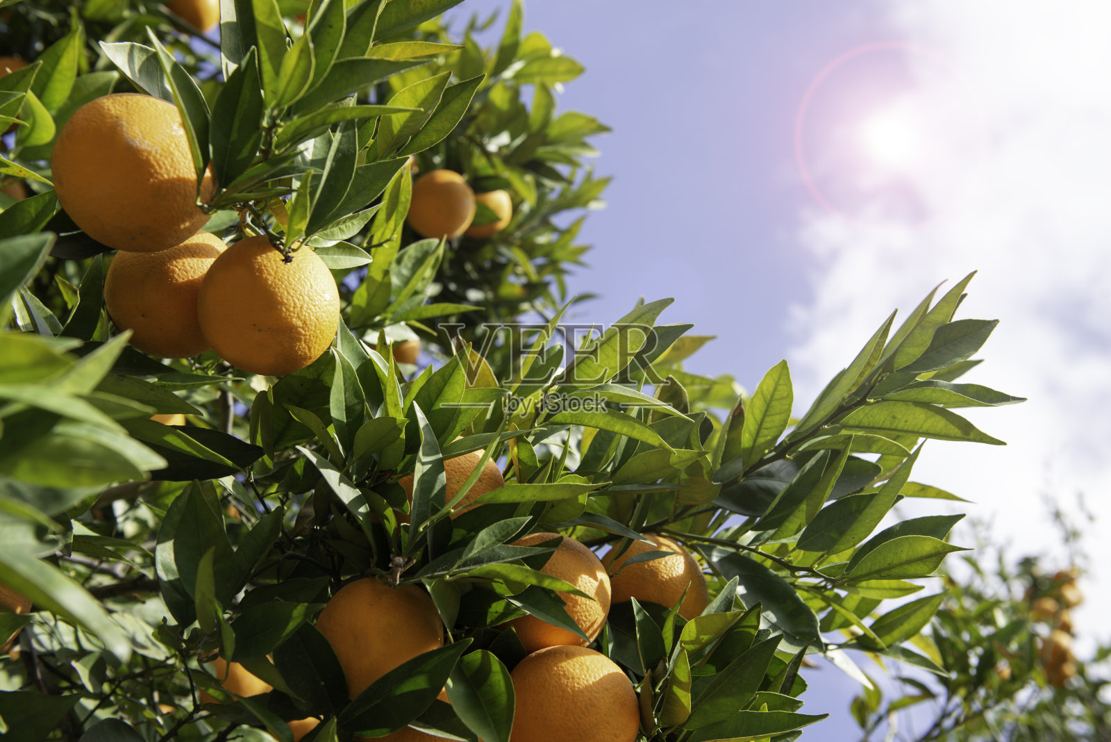 橙树照片摄影图片