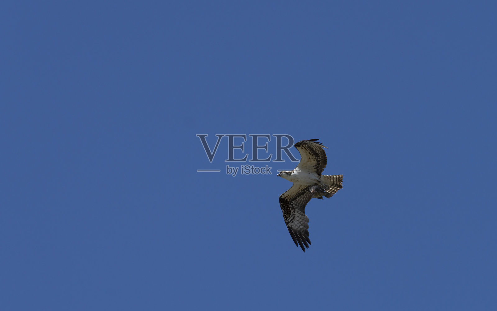 一架鱼鹰载着一条鱼的残骸在哥斯达黎加的Corobici上空飞行。照片摄影图片