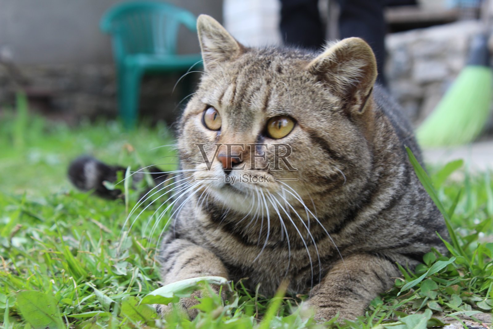 肖像的灰色家条纹猫。这只猫躺在街上的草地上，直视着摄像机。悲伤的不开心的猫照片摄影图片