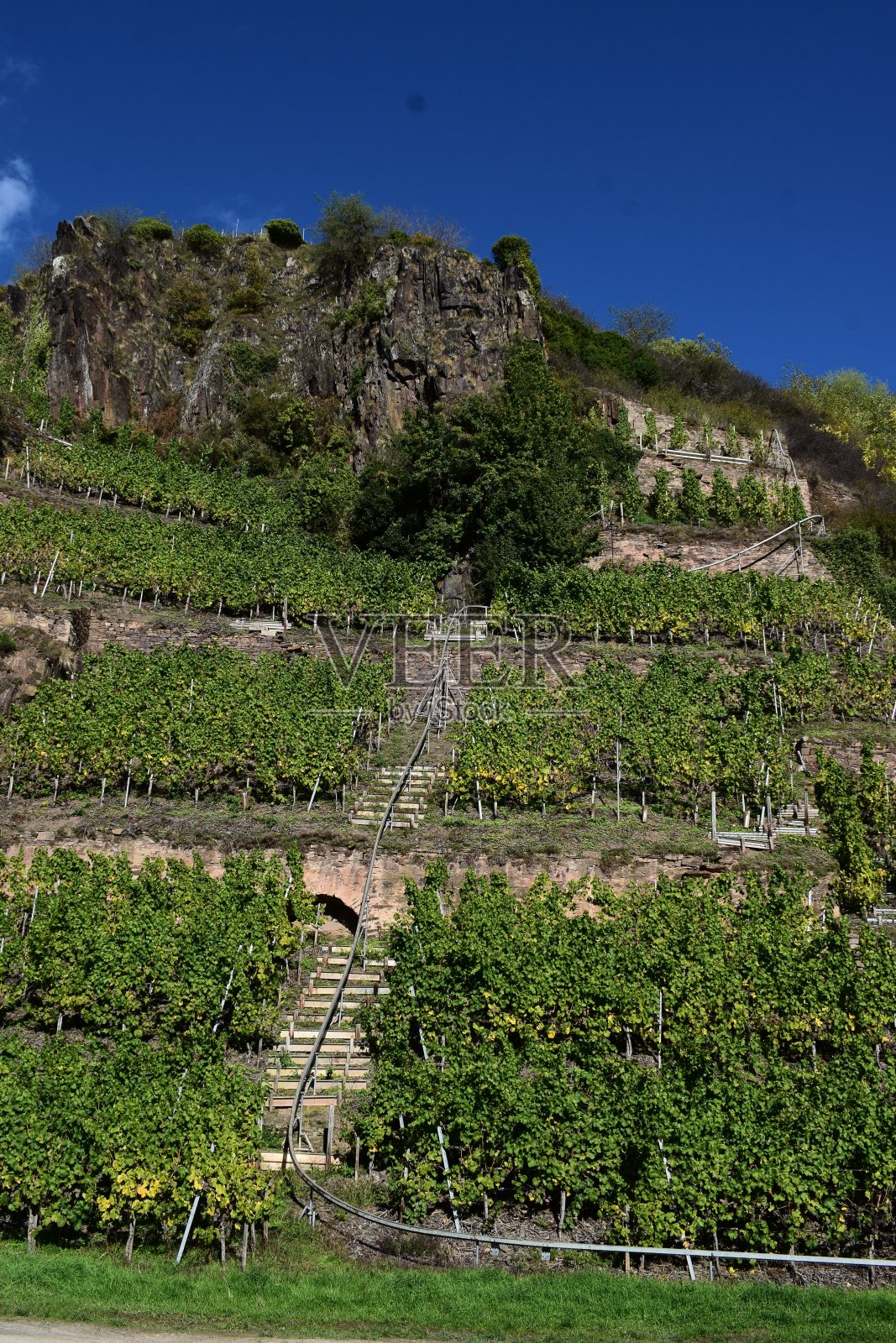 绿色陡峭的葡萄园照片摄影图片