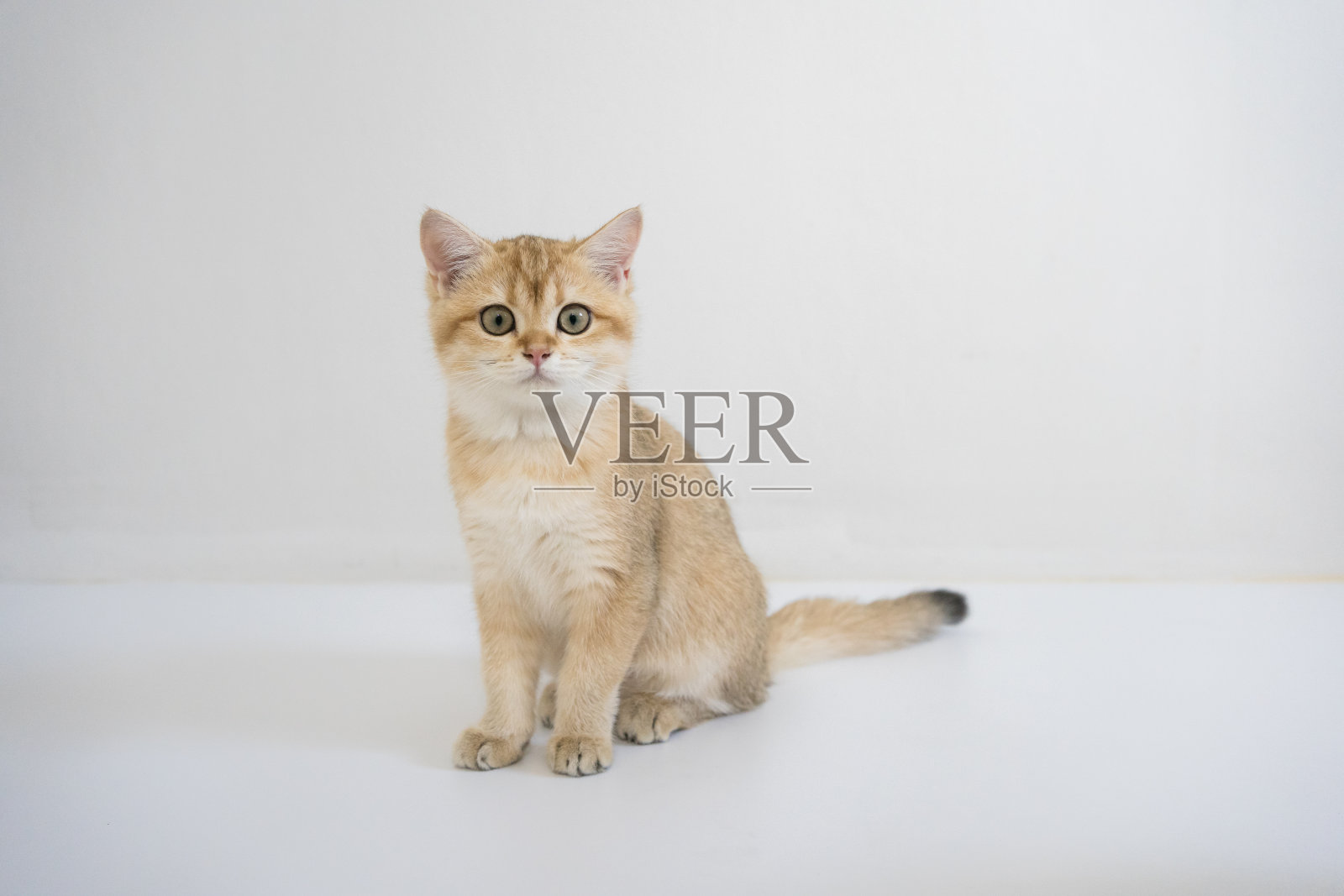 室内玩耍时间为英国金猫白底小猫照片摄影图片