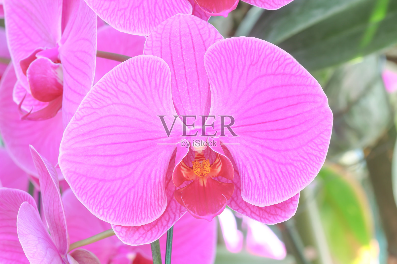 粉红色蝴蝶兰特写。一束兰花。照片摄影图片