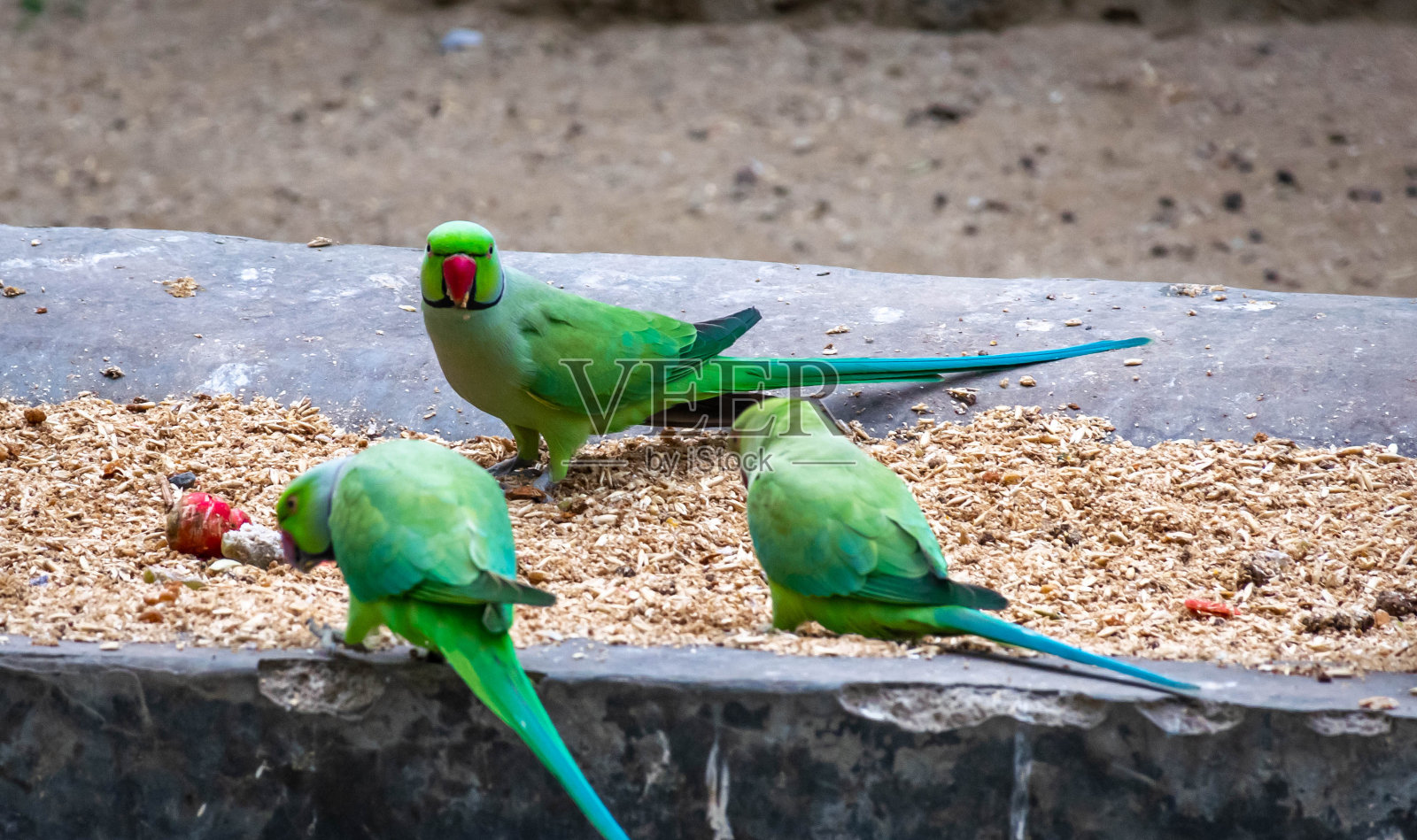 鹦鹉家庭照片摄影图片