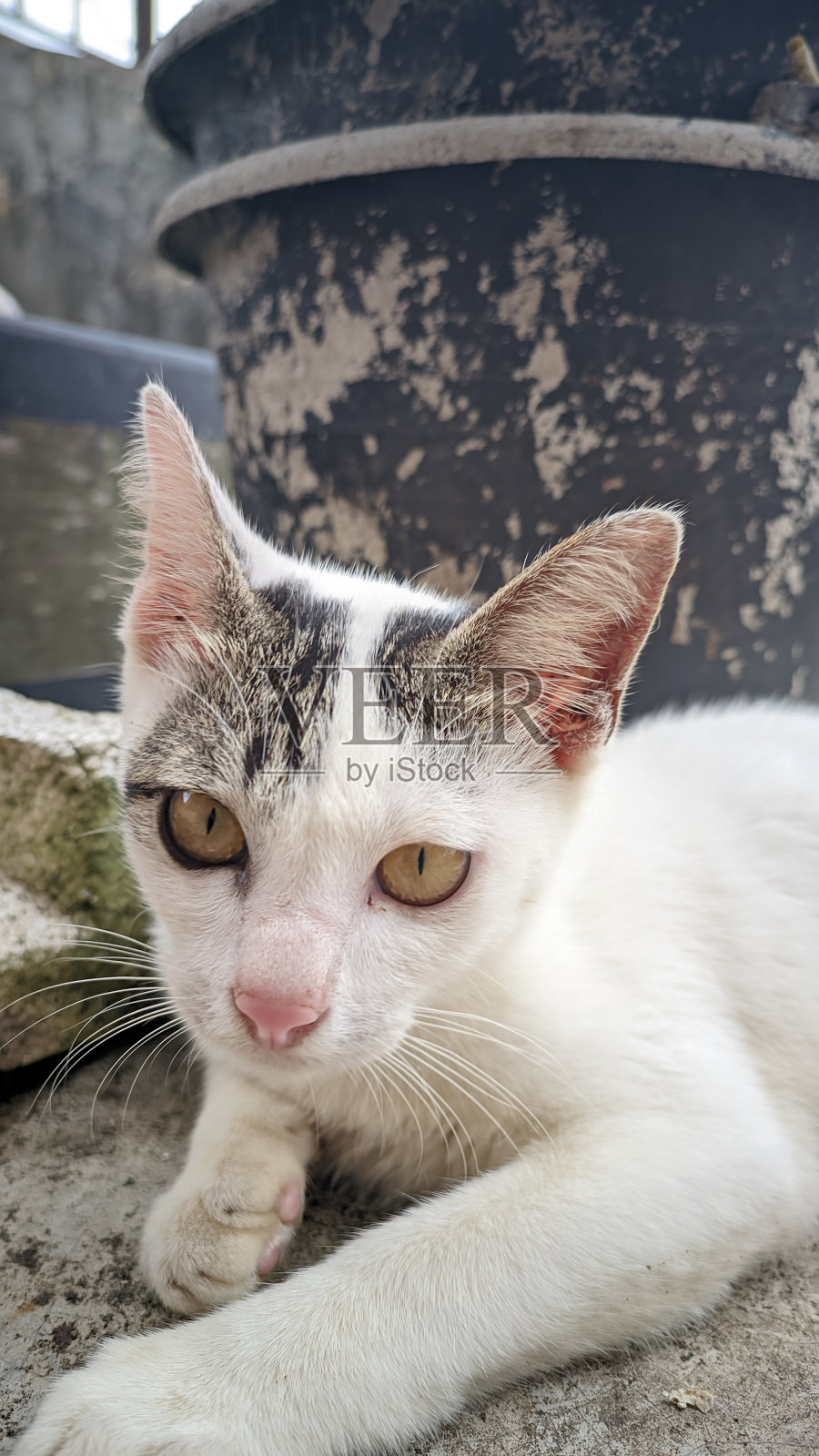 特写:一只可爱的白色爱琴海猫在户外背景下的灰色地板上放松照片摄影图片