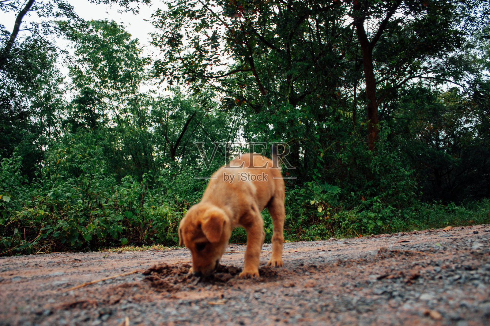 可爱的新生小狗照片摄影图片