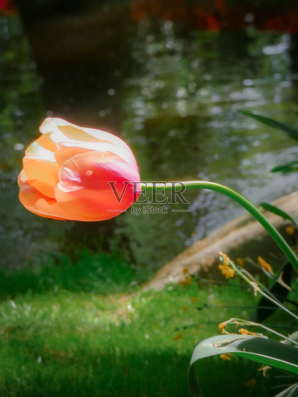 水边的郁金香照片摄影图片