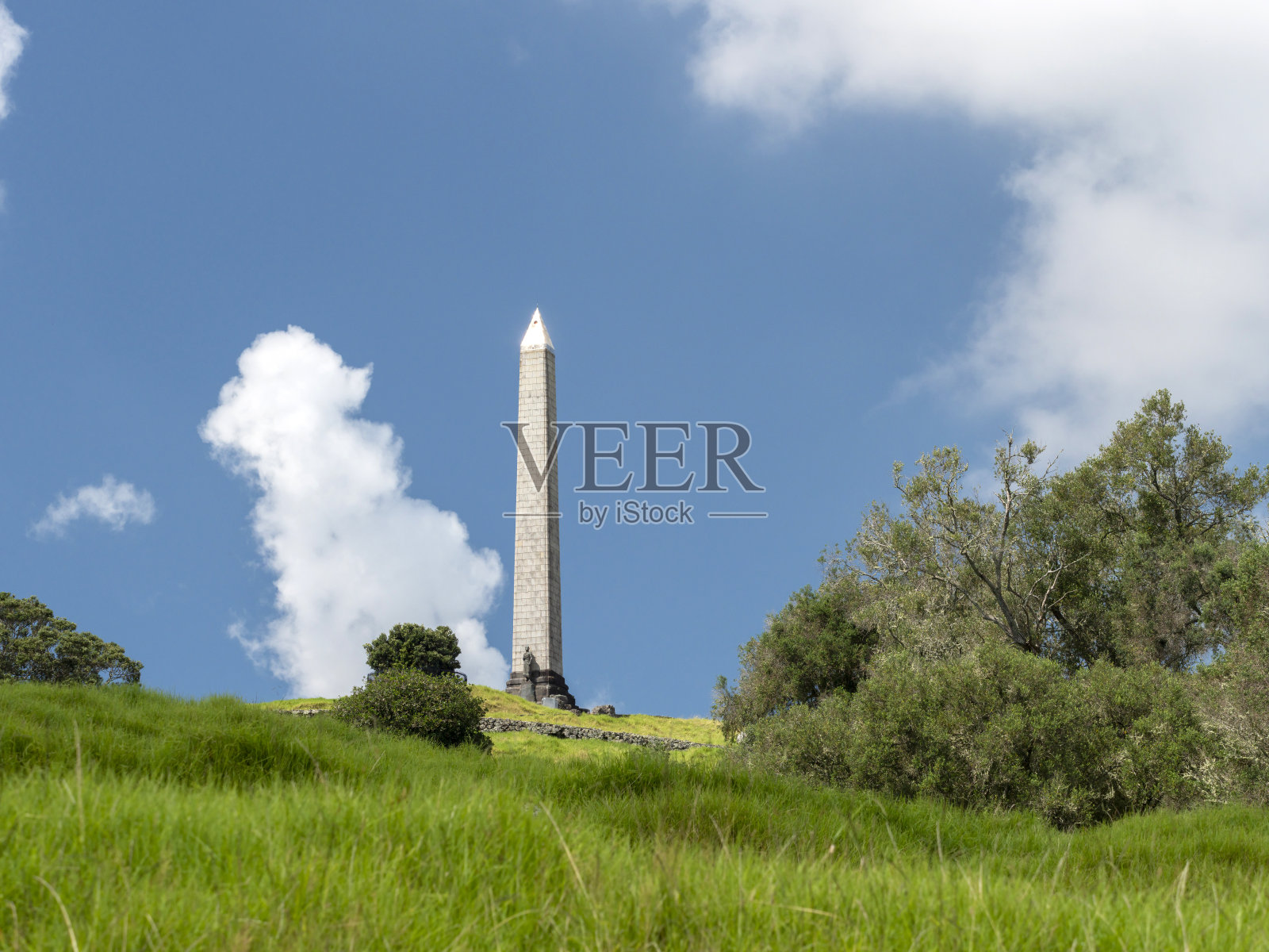 新西兰奥克兰的一棵树山照片摄影图片