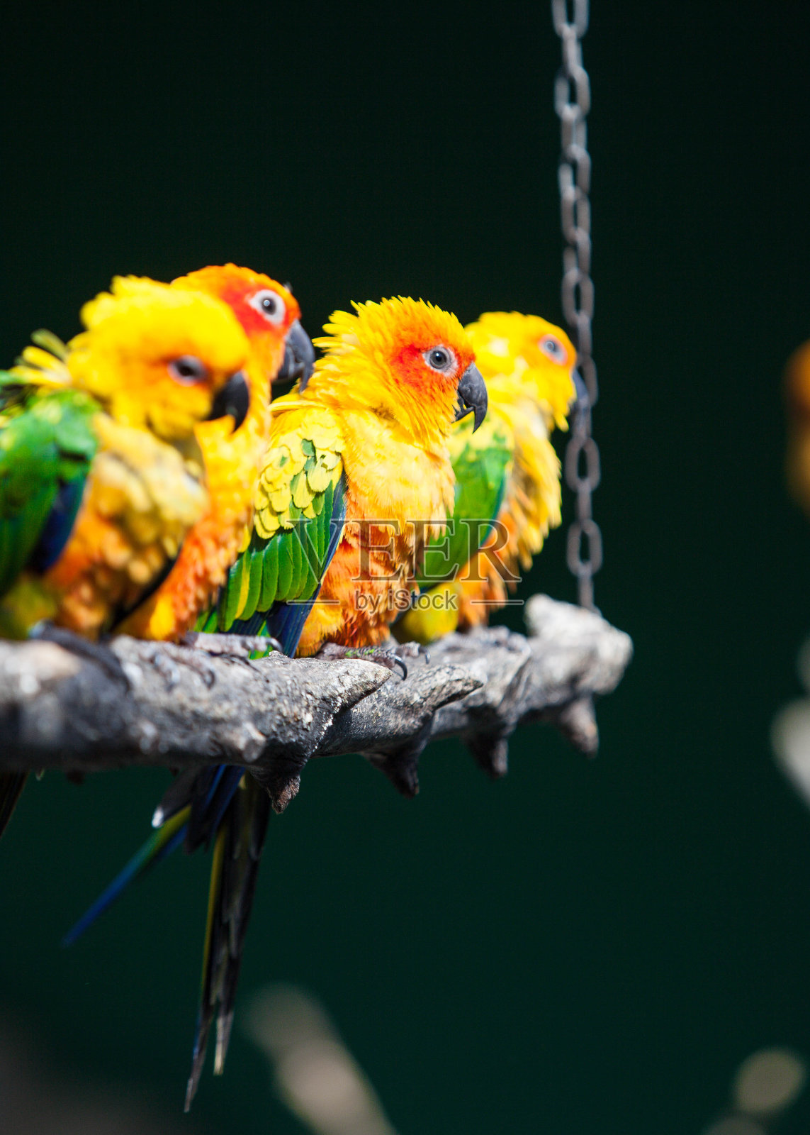 公园里的一只彩色鹦鹉照片摄影图片