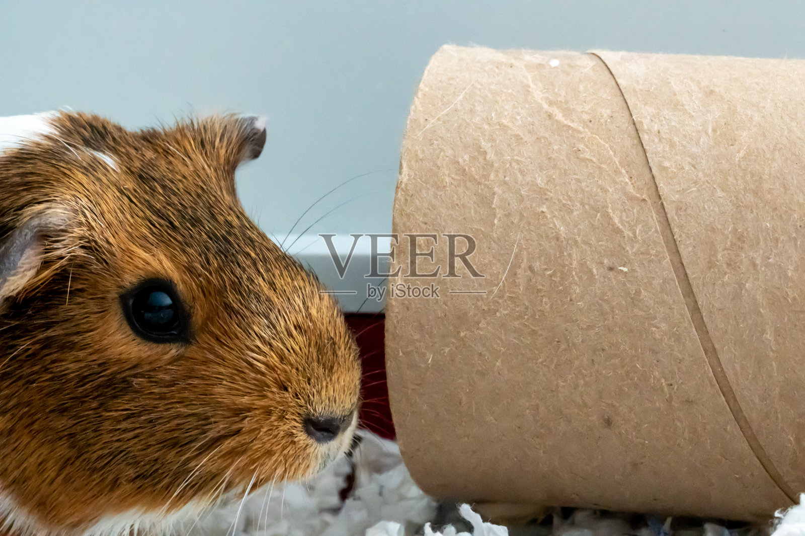 一只好奇的豚鼠正在玩一个纸板管，用来丰富和刺激娱乐。照片摄影图片