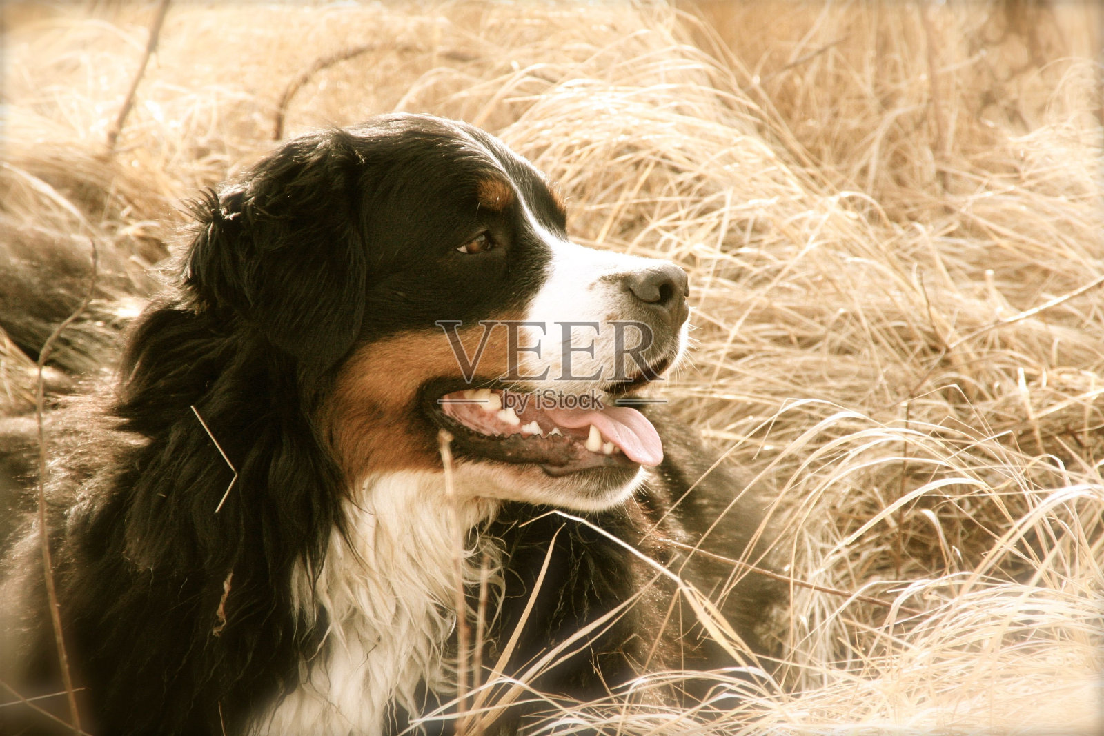 可爱的棕色和白色的Berner Sennenhund狗看着旁边的干草照片摄影图片