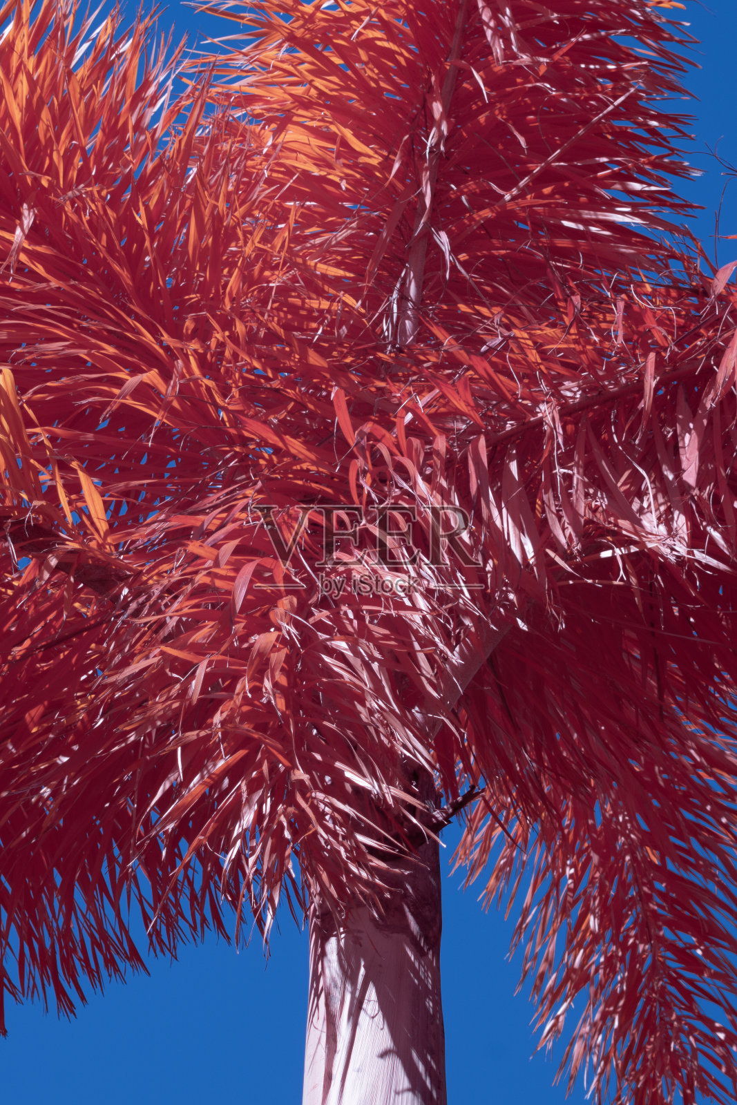 一棵棕榈树的红外铬图像照片摄影图片