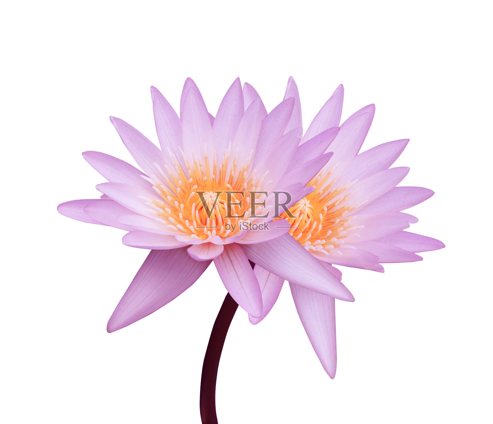 粉莲花照片摄影图片