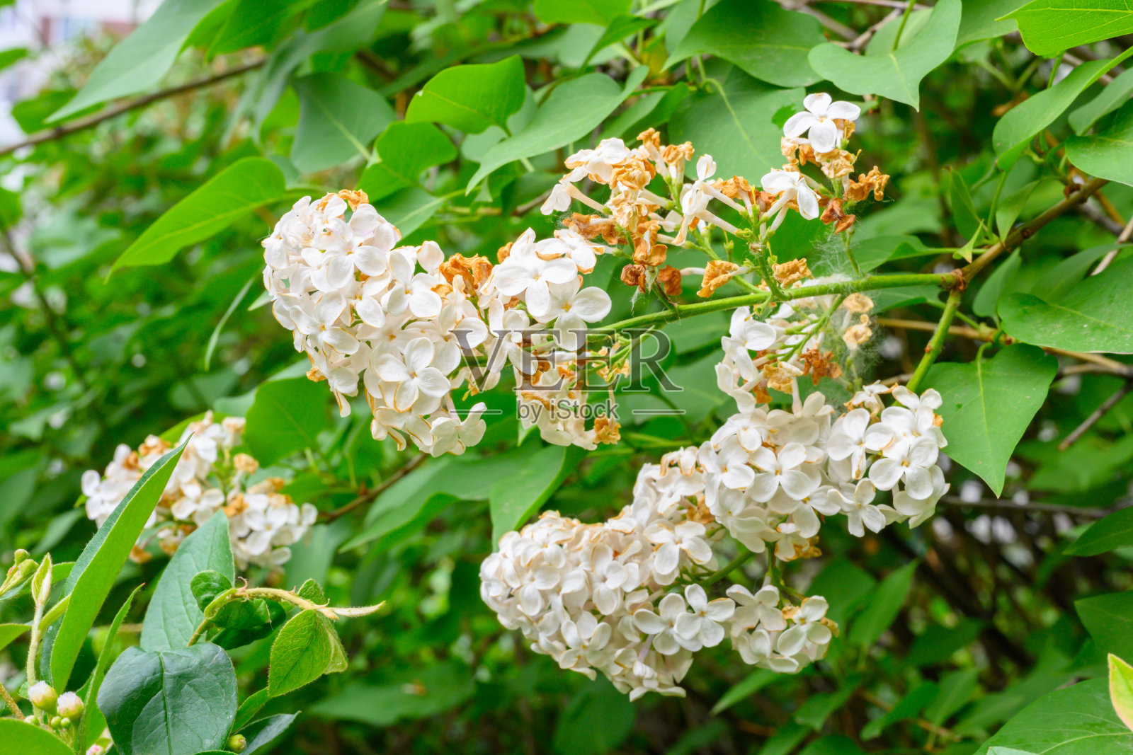 春暖花开。丁香树盛开着美丽的花朵。春天的概念。丁香枝:花园里树上的丁香枝照片摄影图片