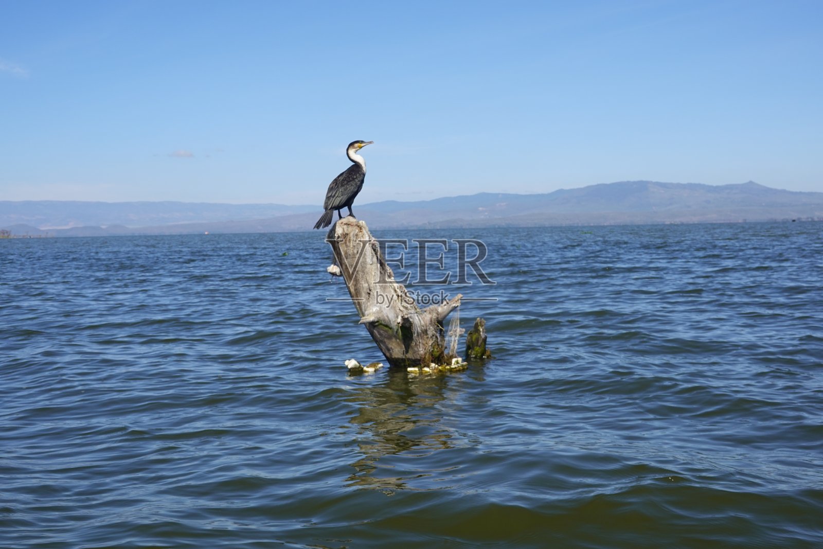 在肯尼亚新月岛的奈瓦沙湖-鸟类照片摄影图片