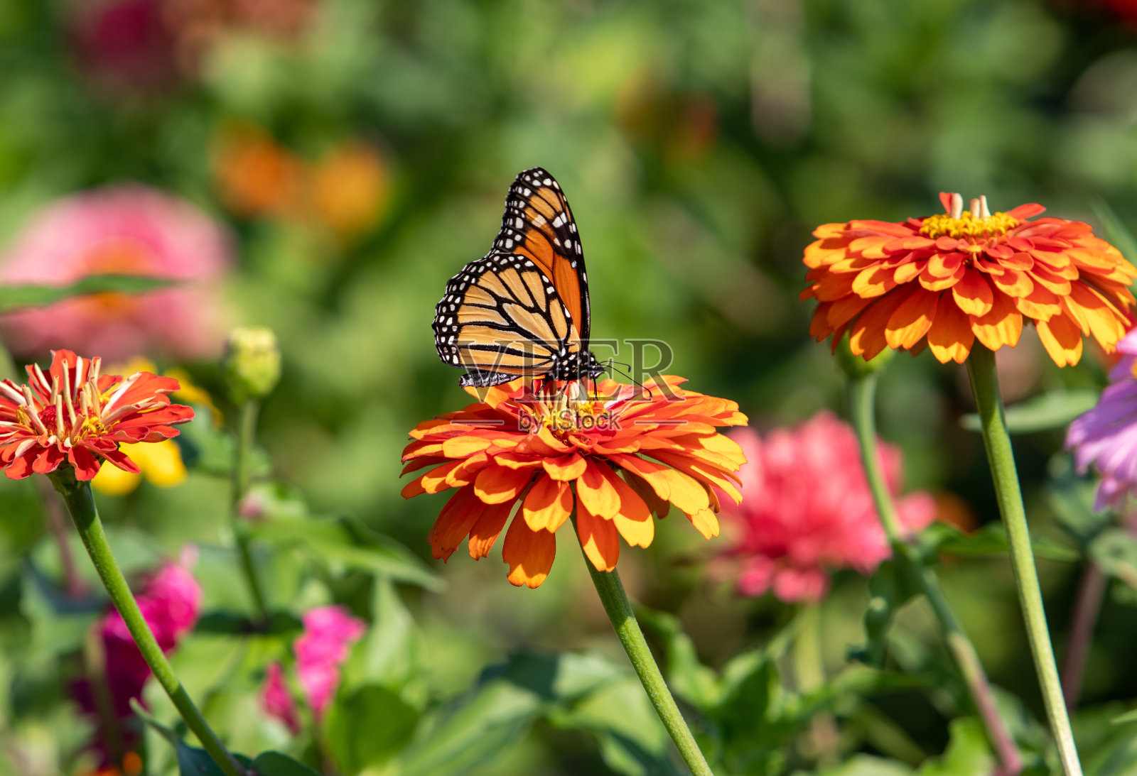 蝴蝶在五彩缤纷的花朵上休息照片摄影图片