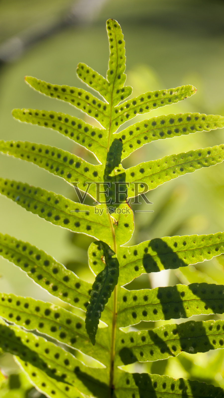 蕨叶种子照片摄影图片