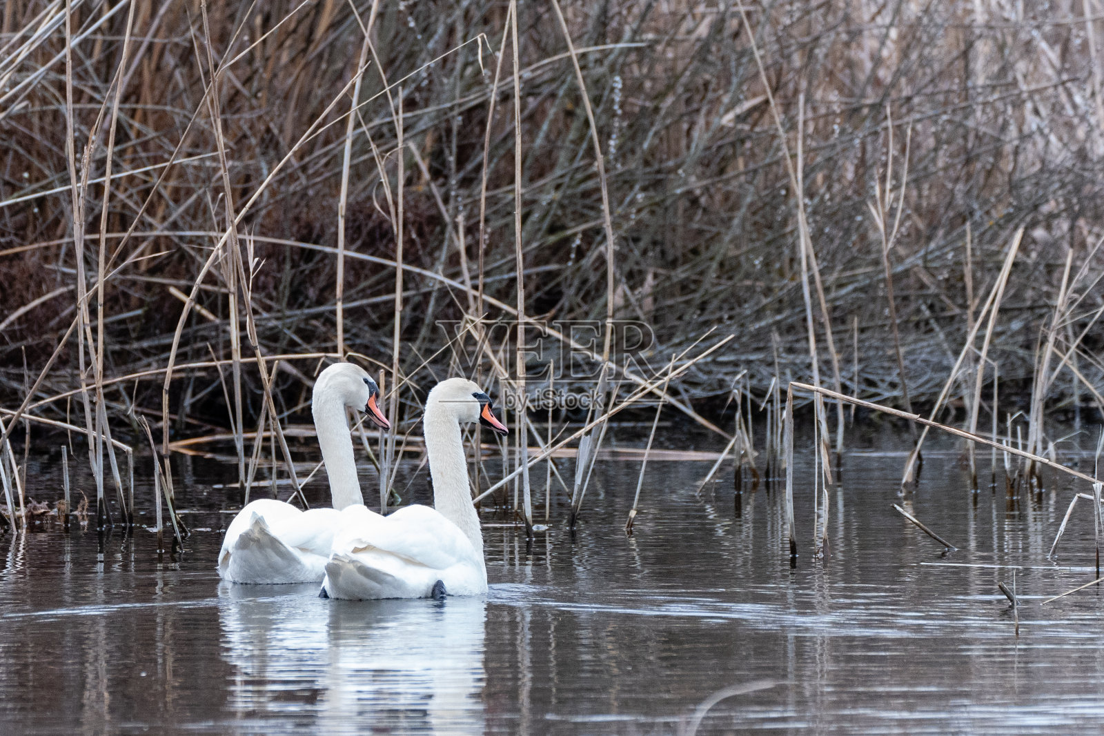 天鹅在多瑙河三角洲生物圈的一条小运河上游泳照片摄影图片