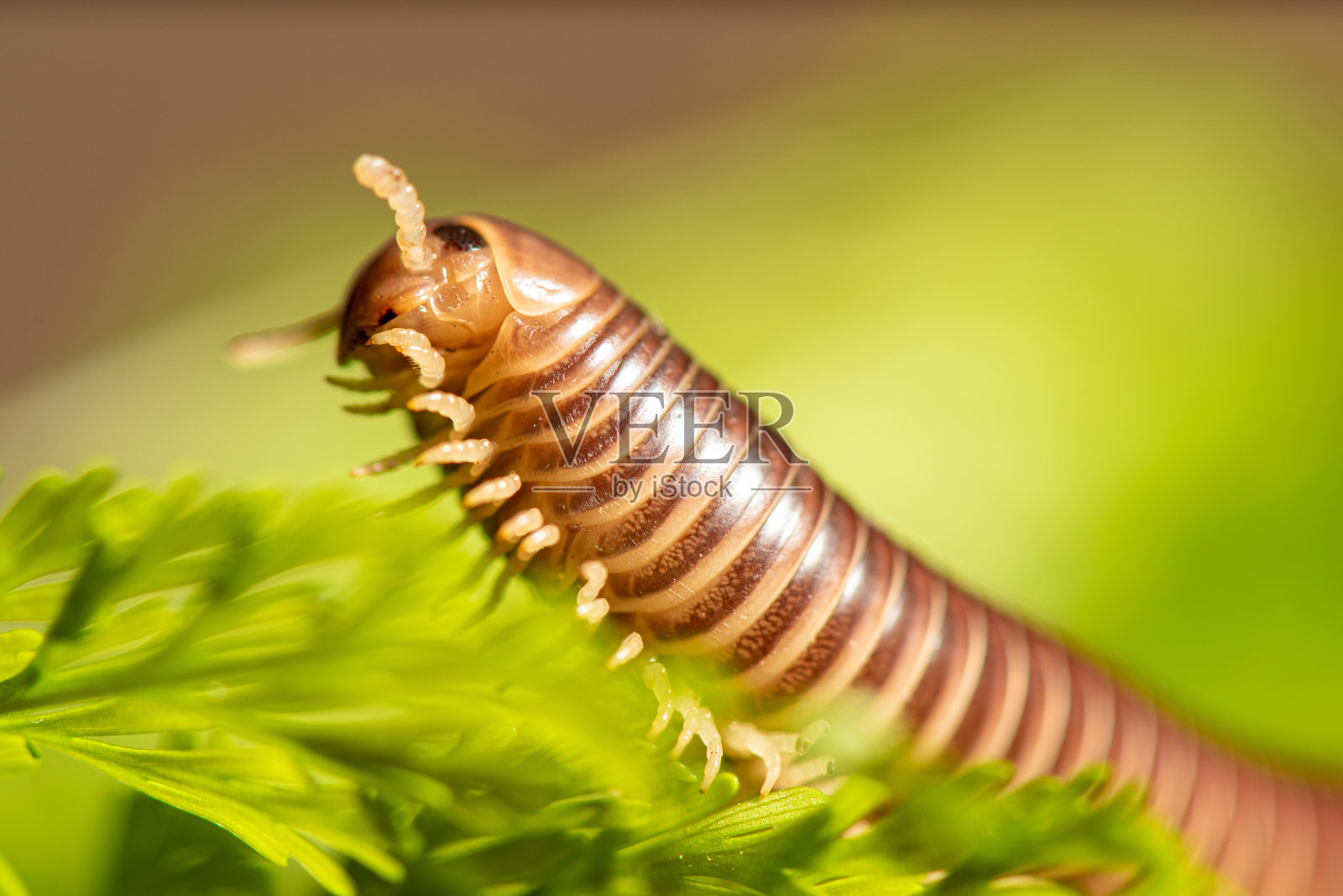 圆柱形千足虫，一只美丽的棕色圆柱千足虫标本走在质朴的木桌上，选择性聚焦。照片摄影图片