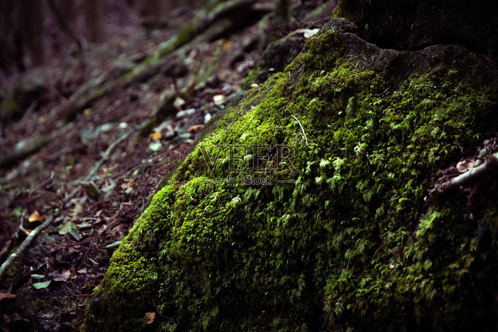 树下的苔藓照片摄影图片