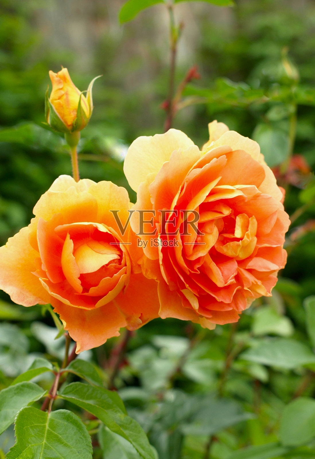 杏黄色的玫瑰在花园里照片摄影图片