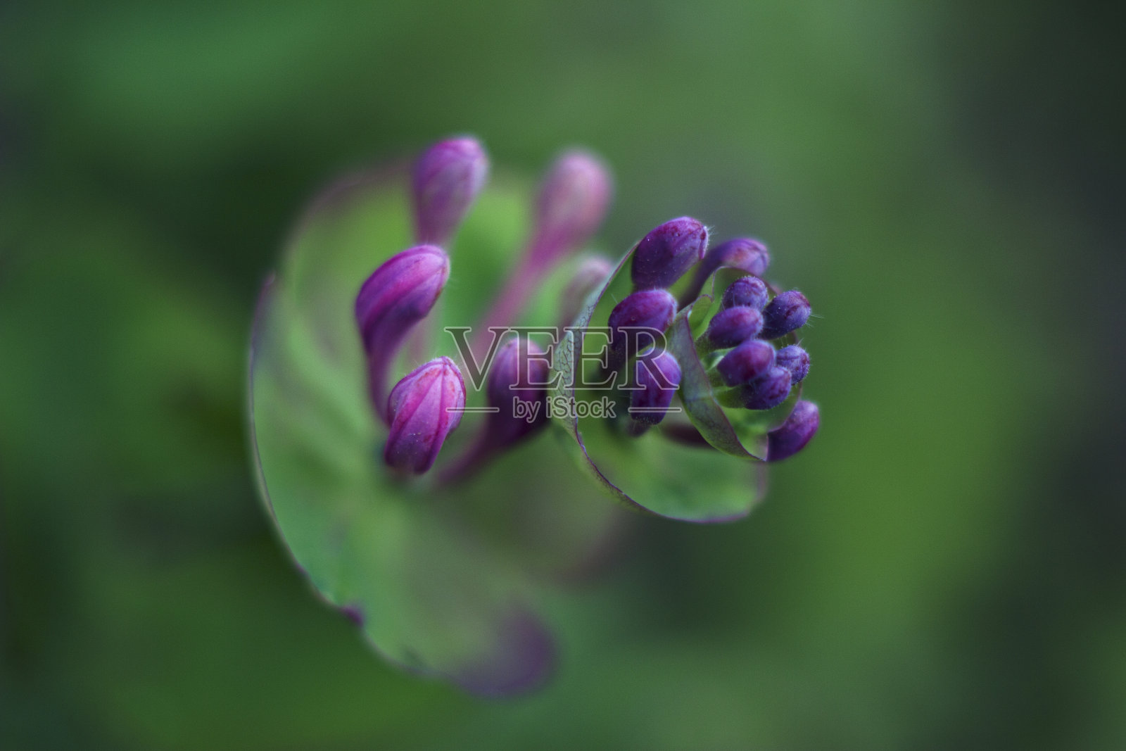 有花蕾的金银花枝照片摄影图片