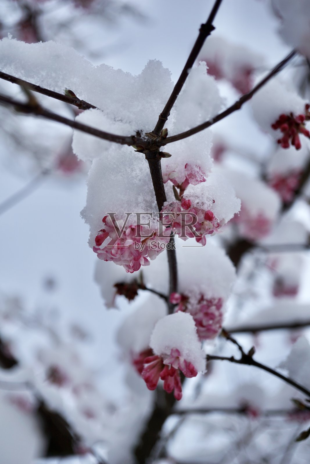 Viburnum × bodnantense, the Bodnant viburnum, is a Group of hybrid flowering plant cultivars of garden origin. In the southern regions, flowering may occur as early as February.照片摄影图片