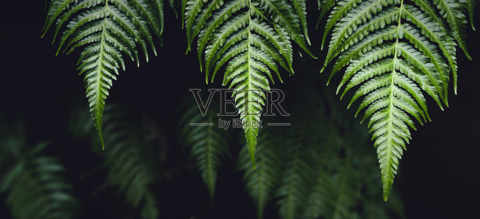 蕨类叶子，深绿色蕨类叶子照片摄影图片