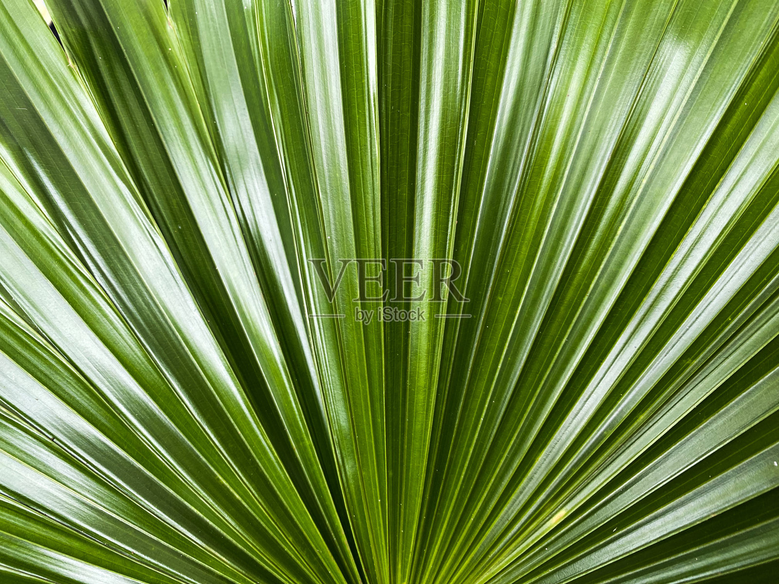 棕叶叶片纹理，绿叶呈线性图案。棕榈叶照片摄影图片
