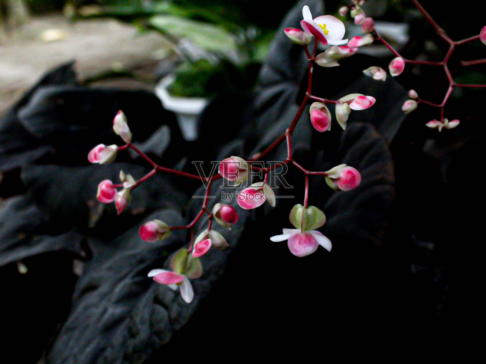 粉红色开花植物的特写照片摄影图片