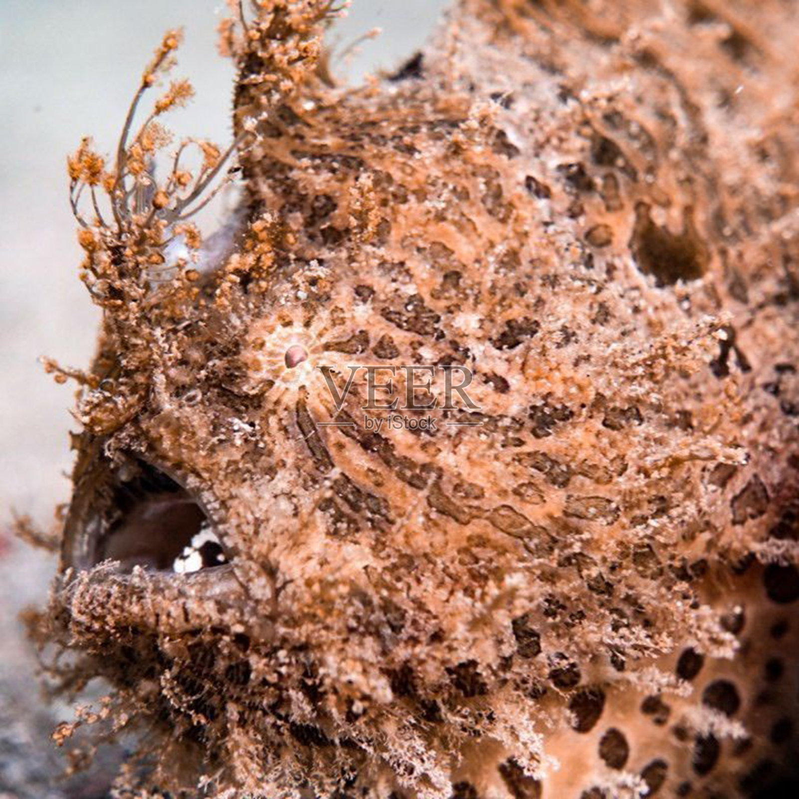 毛蛙鱼照片摄影图片