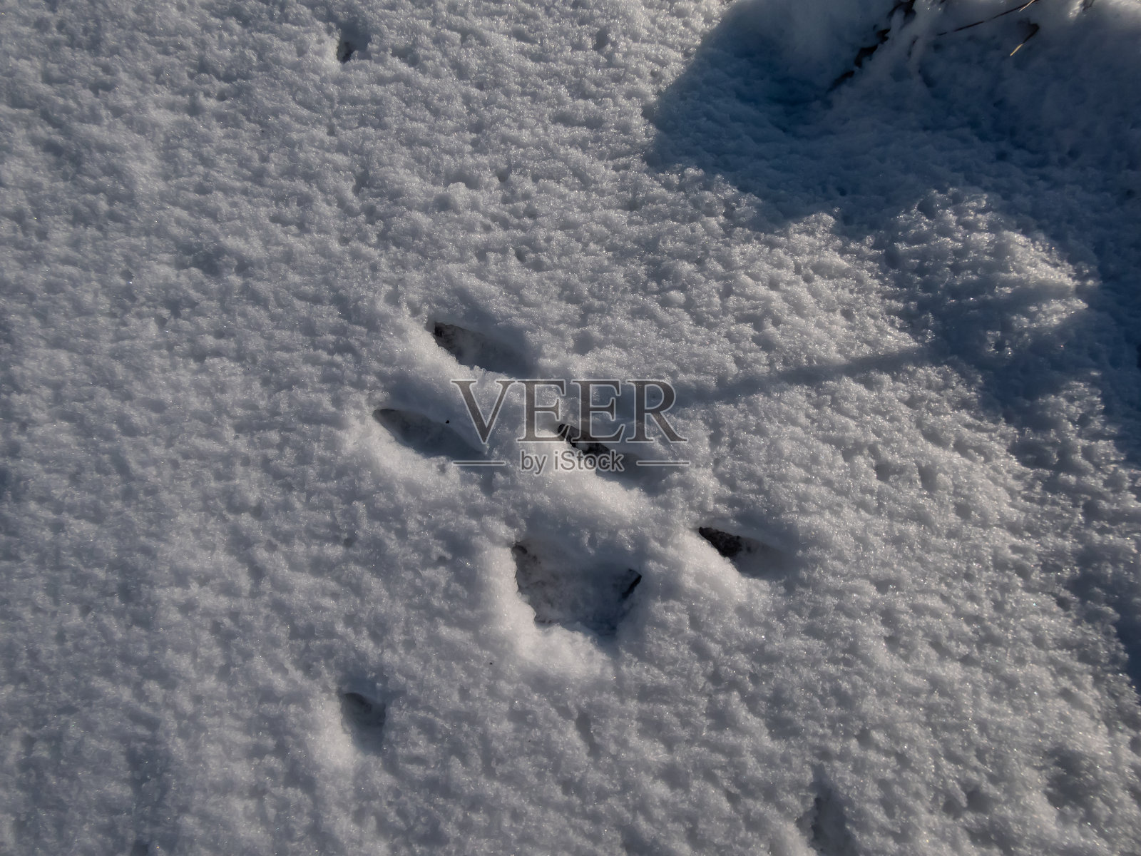 冬天阳光下，欧洲野兔或棕色野兔(Lepus europaeus)在白雪覆盖的地面上留下的脚印照片摄影图片