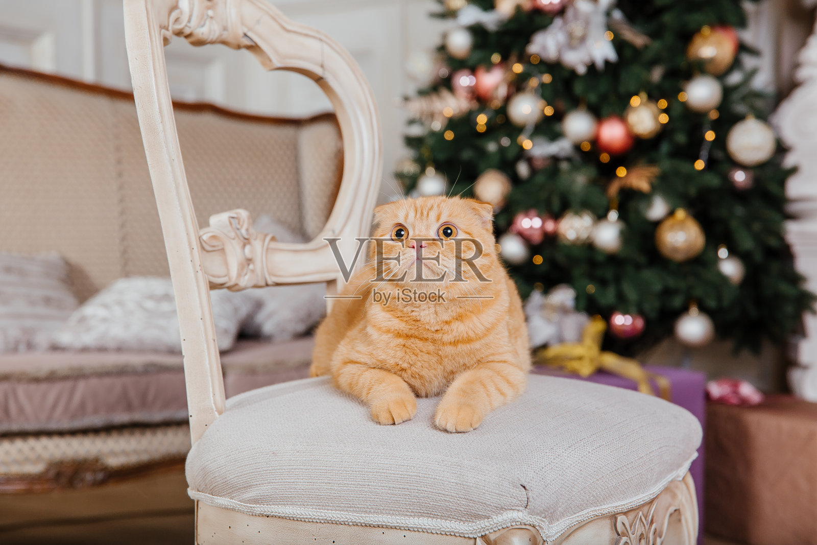 新年快乐，圣诞快乐，欢庆快乐。猫品种苏格兰折耳肖像。照片摄影图片