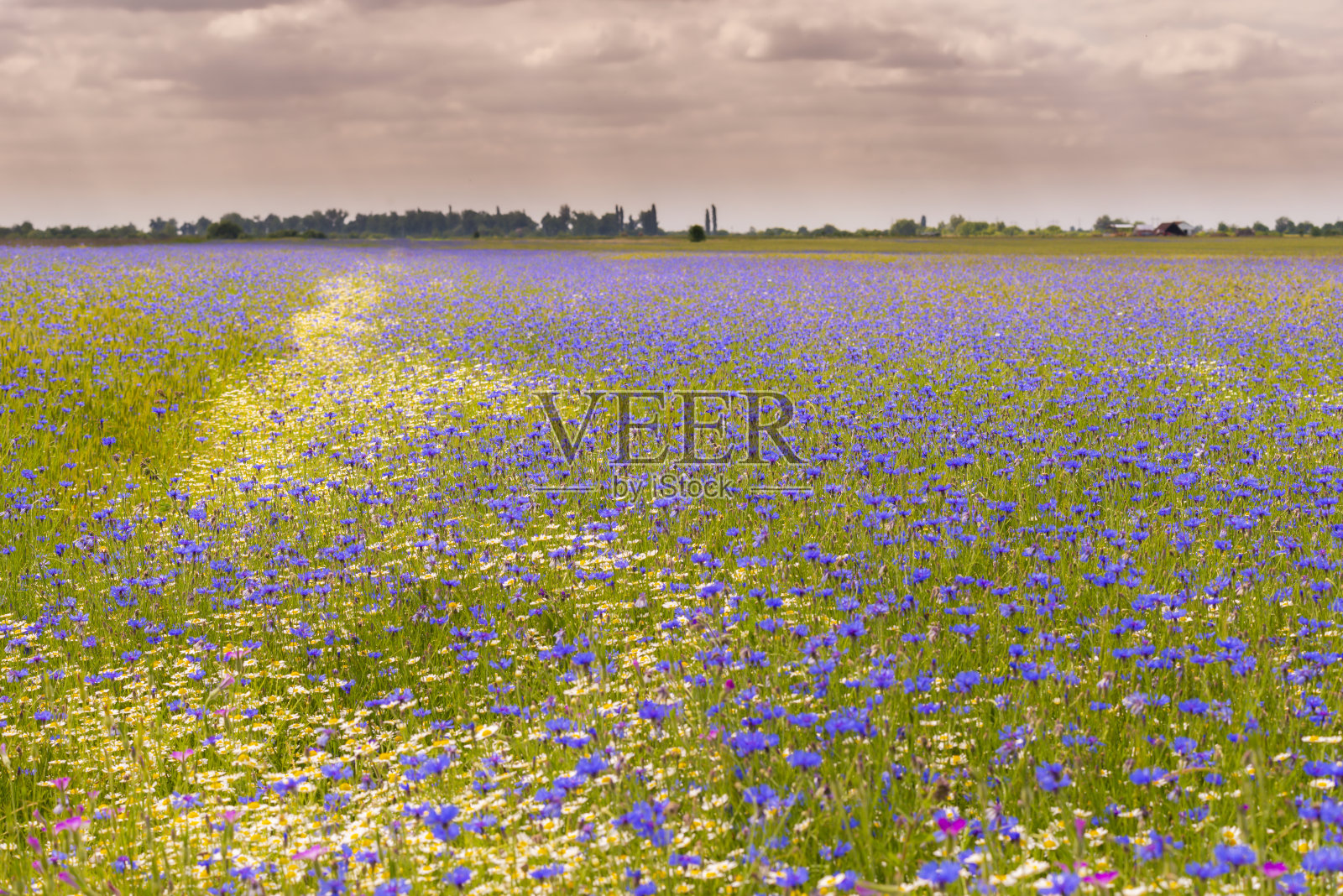 在偏远的农村地区，春天的野蓝色花朵，洋甘菊和野雏菊照片摄影图片