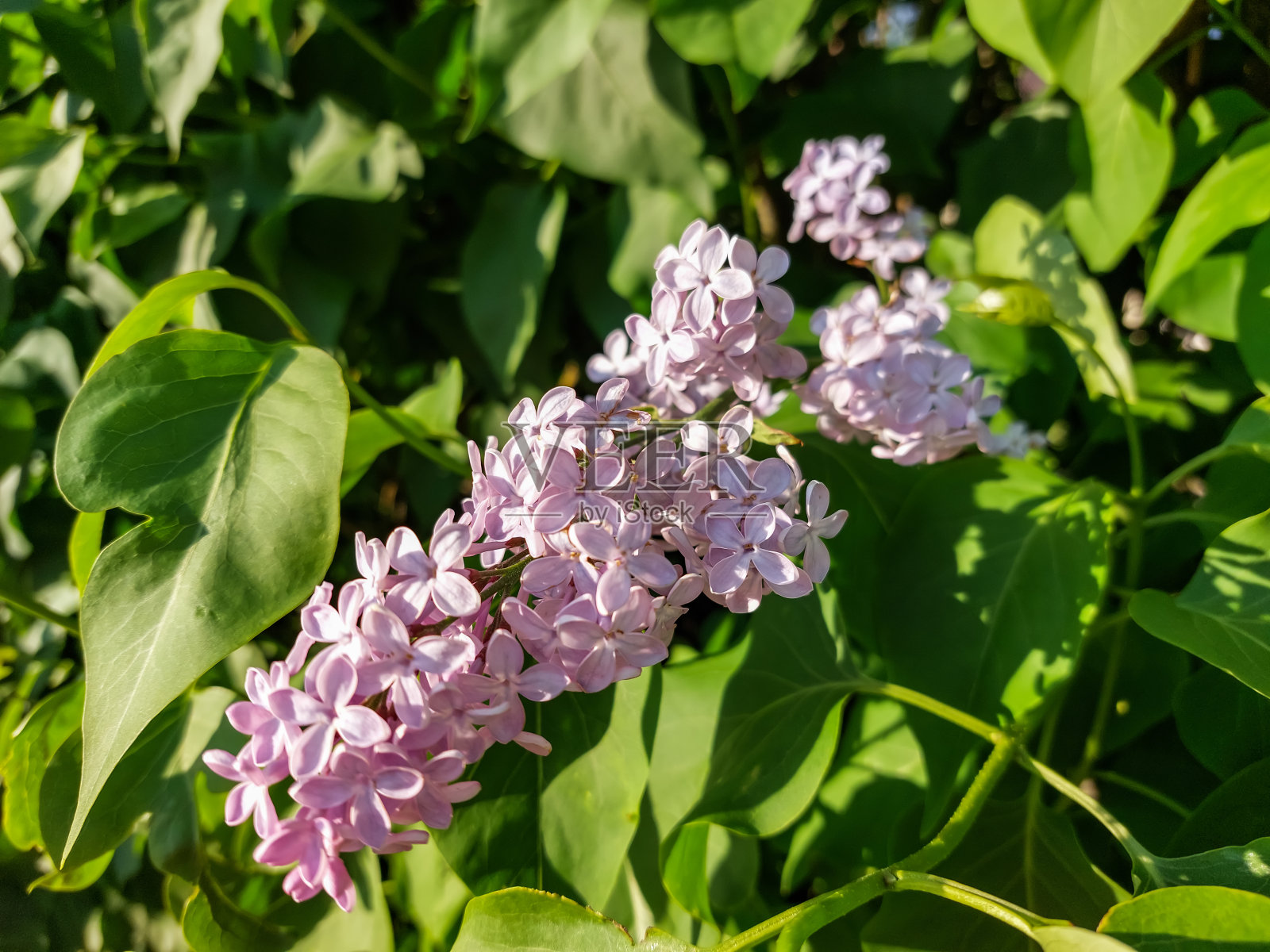 丁香:一种普通的丁香(丁香属普通丁香属)，在春天开紫紫色的单花，周围有叶子照片摄影图片
