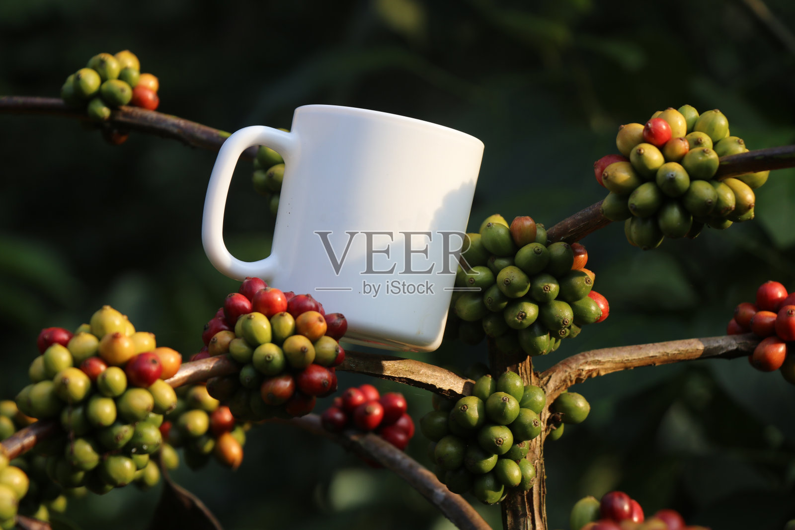 种植在咖啡种植园上的咖啡豆，上面放着空咖啡杯，展示着收获后从原料变成饮料的概念照片摄影图片