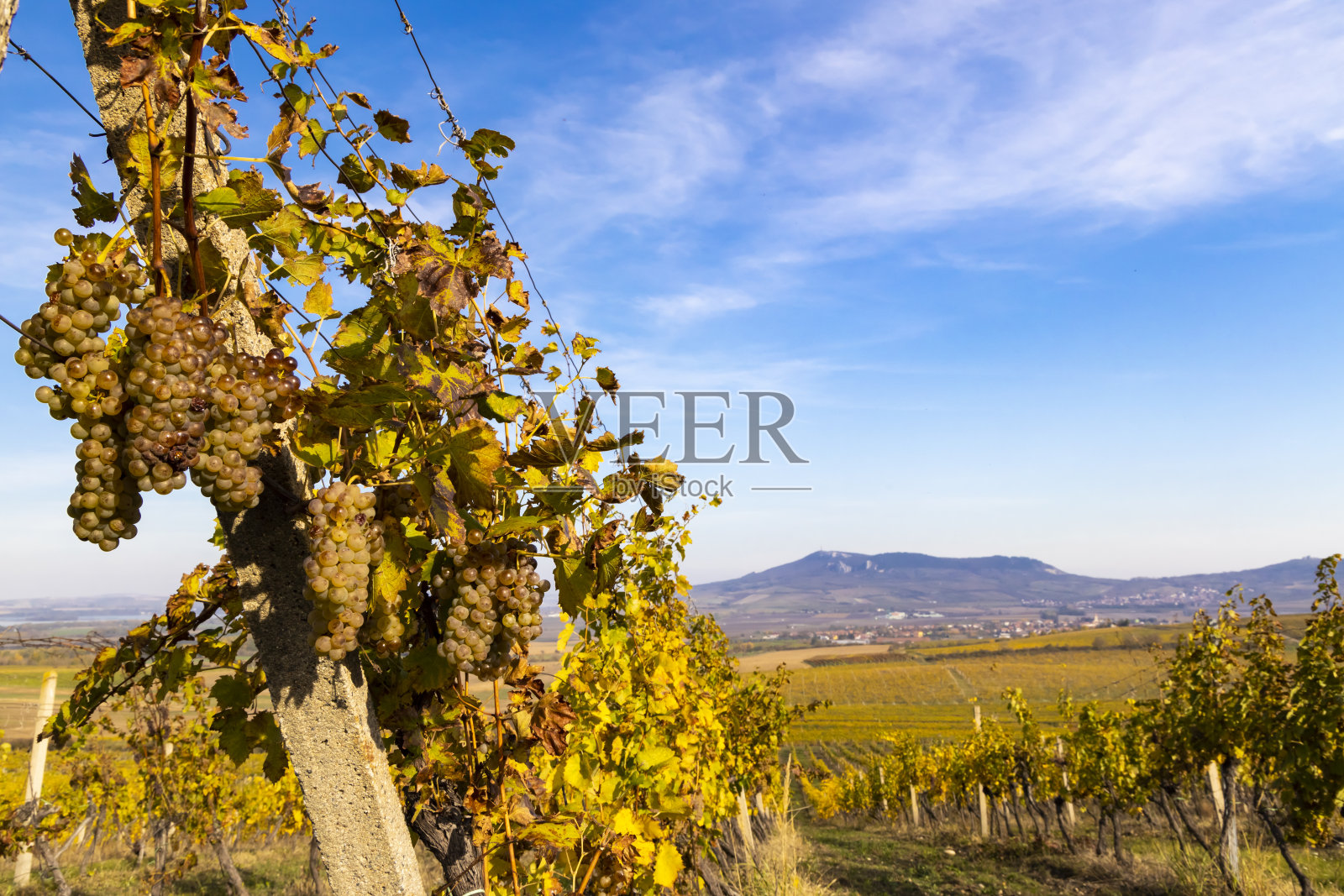 捷克共和国南摩拉维亚帕拉瓦地区的Ryzlink Vlasky葡萄园照片摄影图片