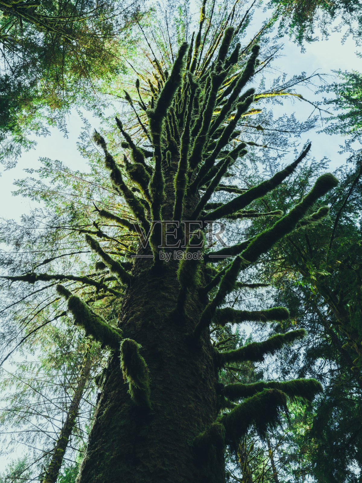 可可雨林，奥林匹克国家公园照片摄影图片