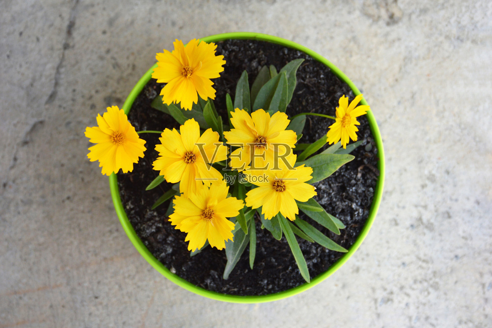 锦葵花卉植物在花盆中生长的俯视图照片摄影图片