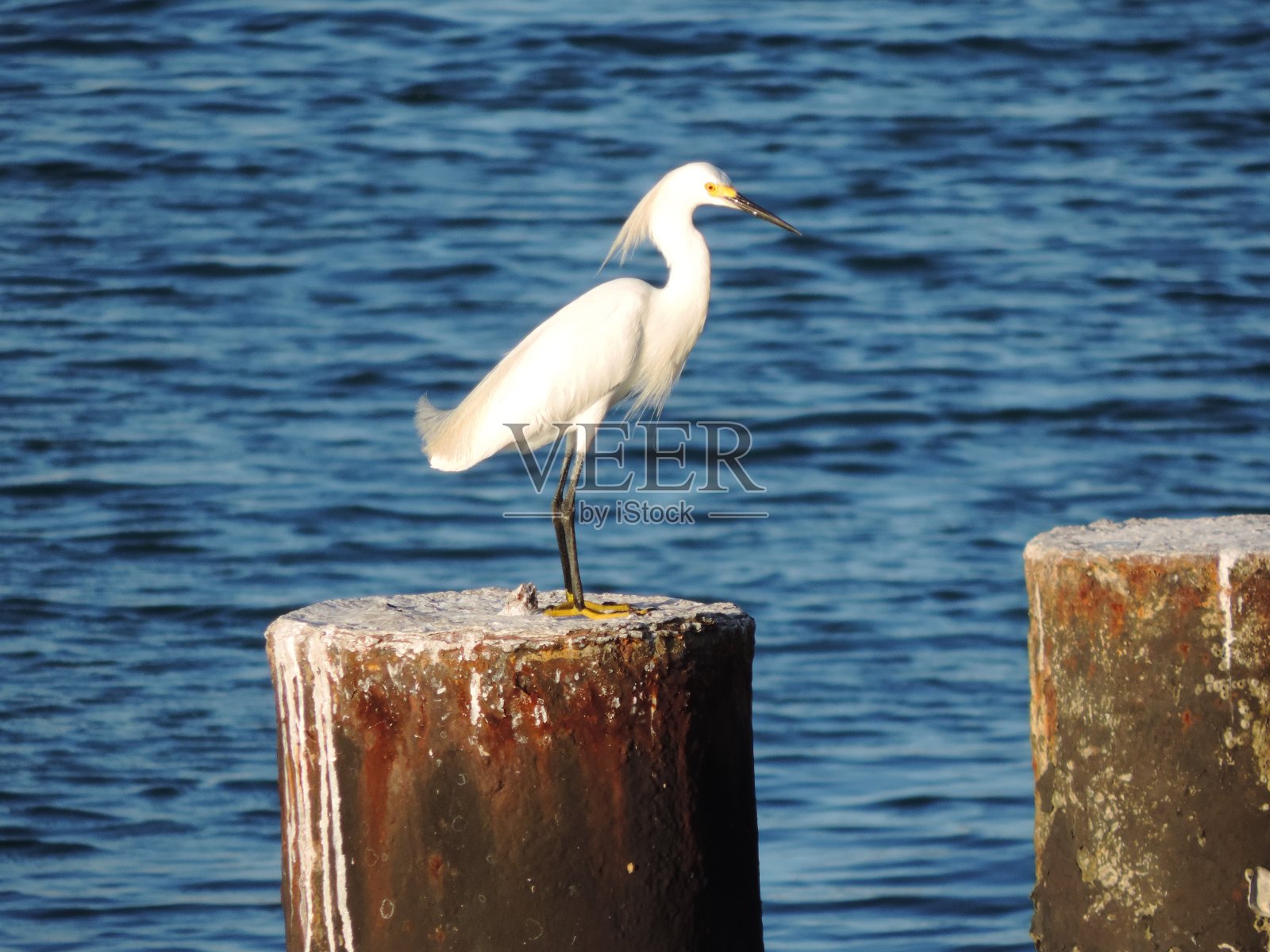 白色的白鹭照片摄影图片