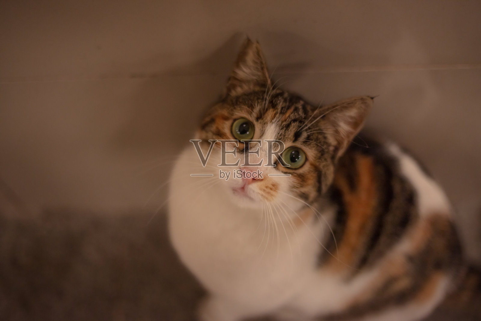 多色流浪猫在街上。它对着相机很长。照片摄影图片