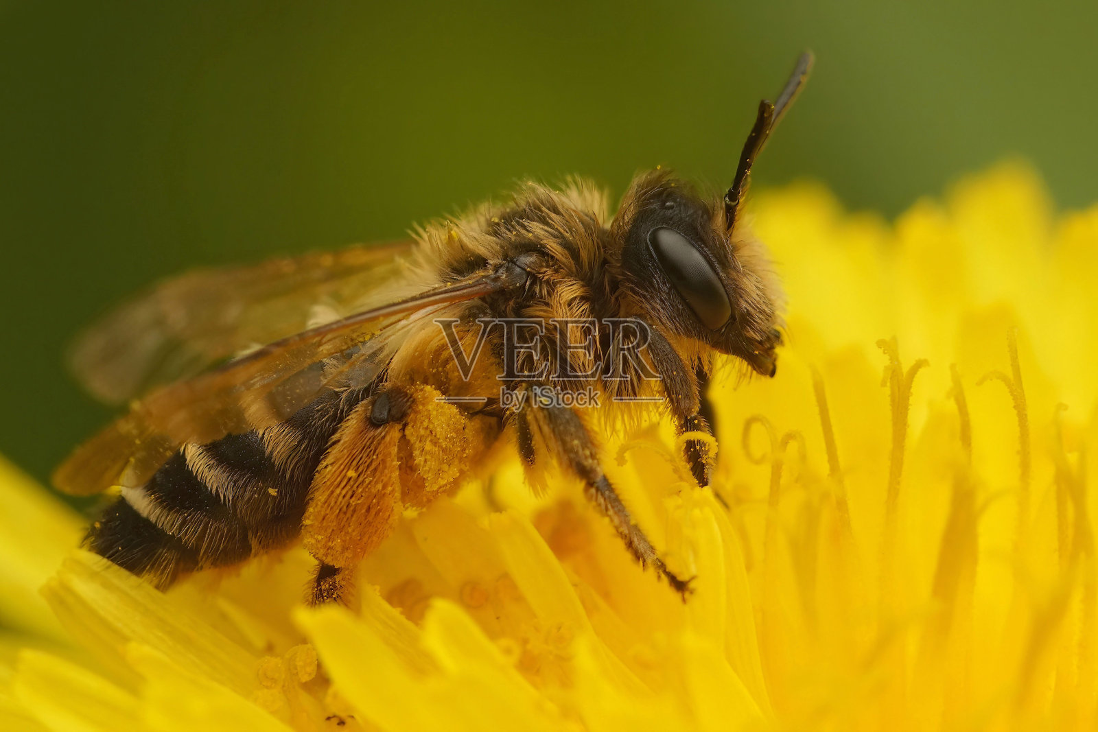 黄腿采矿蜂的雌性特写，安德里娜在一朵黄色的花上发黄照片摄影图片