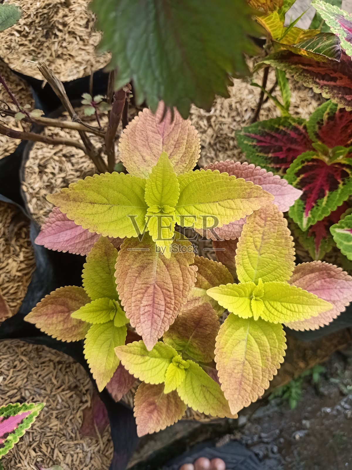 锦紫苏植物照片摄影图片