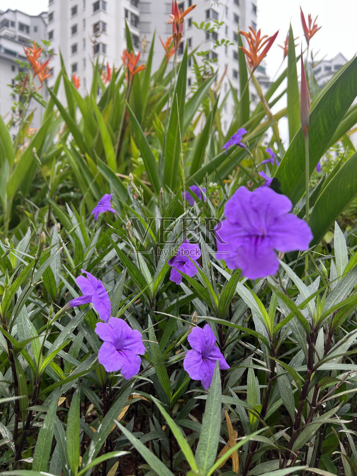 花 - 块茎芸香照片摄影图片
