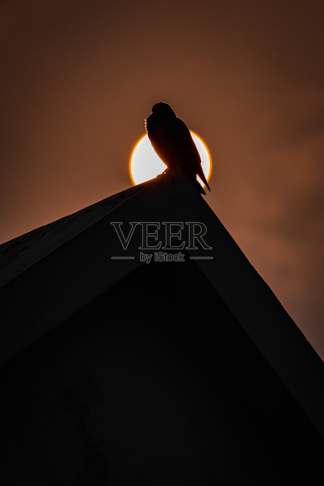 鸟儿庄严地栖息在屋顶上，照片摄影图片