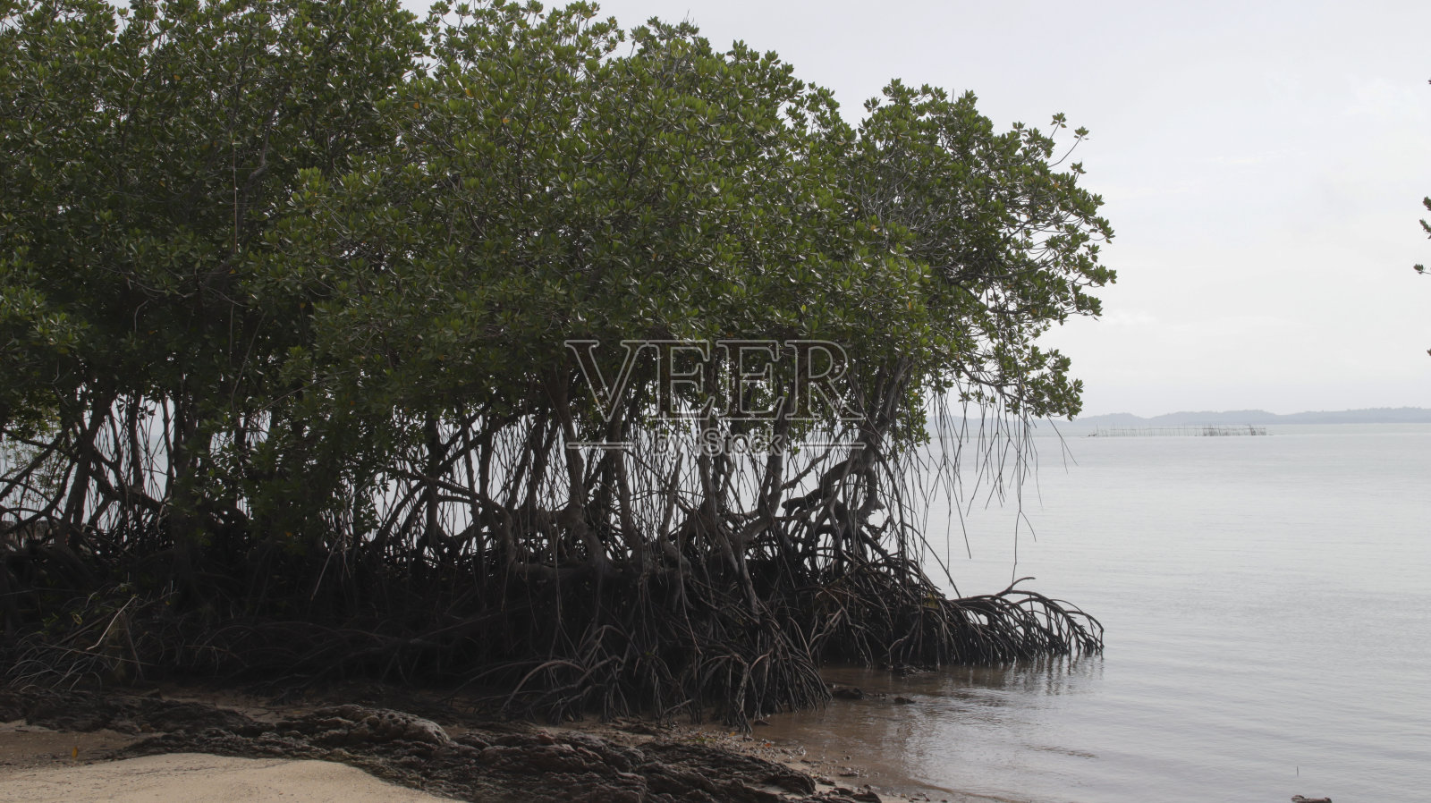 海滩上的一群红树，有很多根和厚厚的叶子，背景是开阔的大海和晴朗的天空。照片摄影图片