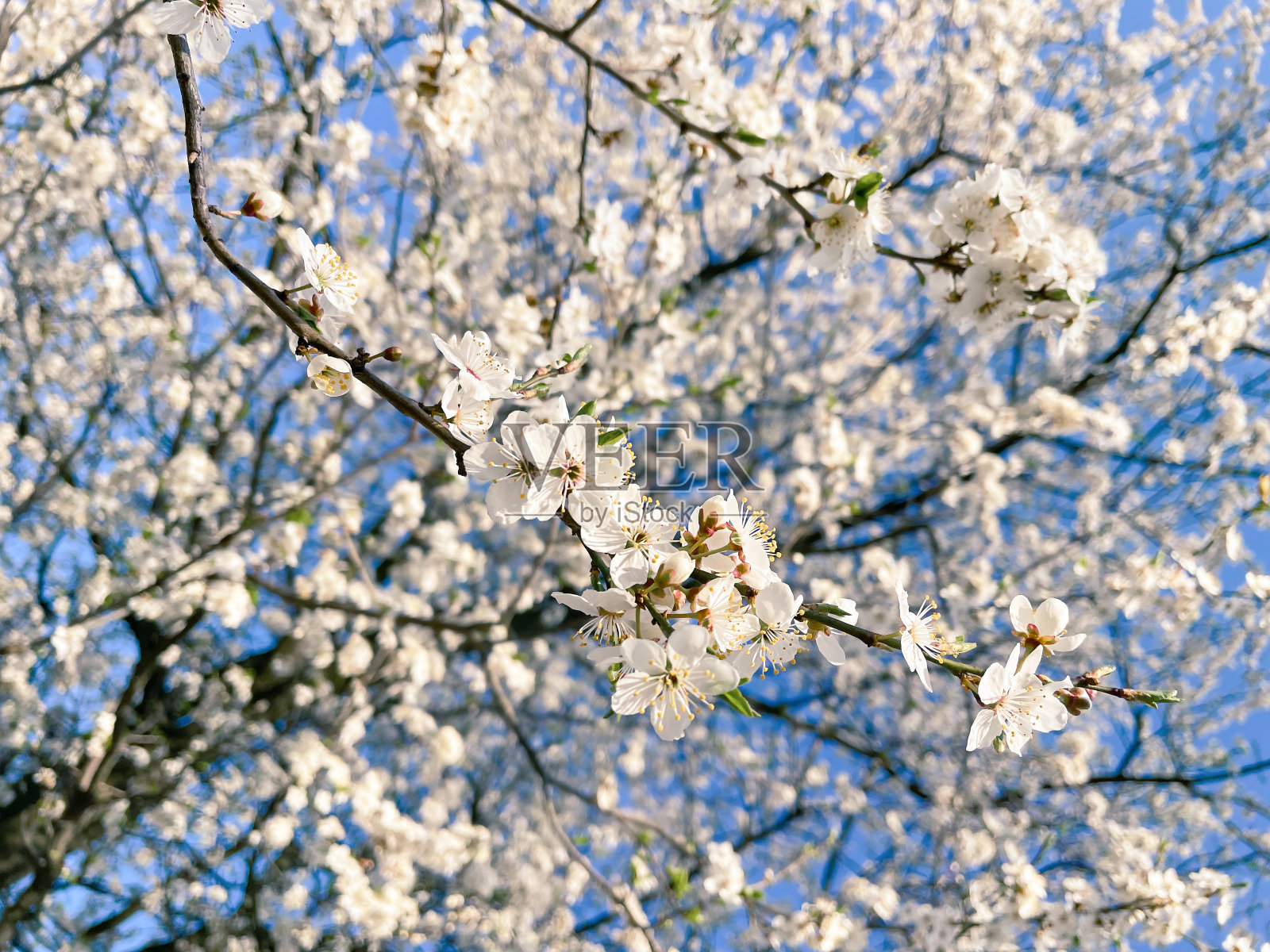 春天的背景照片摄影图片